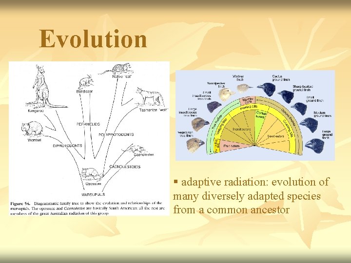 Evolution § adaptive radiation: evolution of many diversely adapted species from a common ancestor
