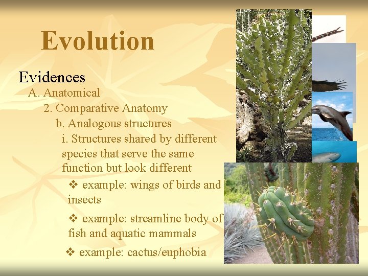 Evolution Evidences A. Anatomical 2. Comparative Anatomy b. Analogous structures i. Structures shared by