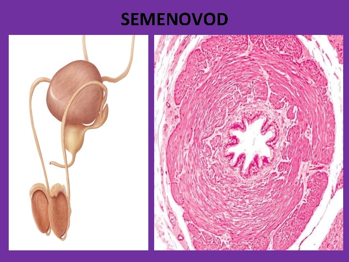 SEMENOVOD 