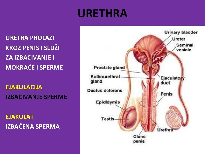 URETHRA URETRA PROLAZI KROZ PENIS I SLUŽI ZA IZBACIVANJE I MOKRAĆE I SPERME EJAKULACIJA