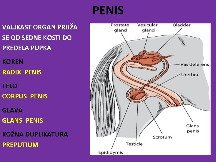 PENIS VALJKAST ORGAN PRUŽA SE OD SEDNE KOSTI DO PREDELA PUPKA KOREN RADIX PENIS