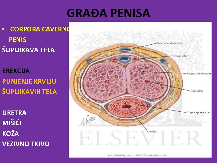 GRAĐA PENISA • CORPORA CAVERNOSA PENIS ŠUPLJIKAVA TELA EREKCIJA PUNJENJE KRVLJU ŠUPLJIKAVIH TELA URETRA