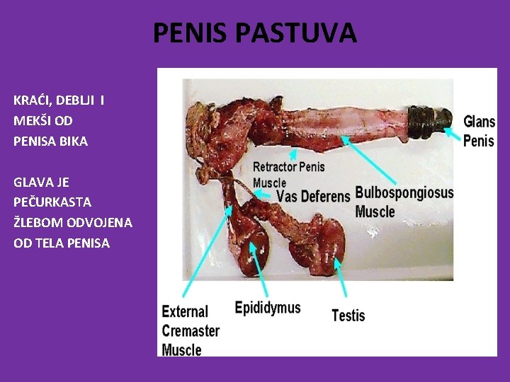 PENIS PASTUVA KRAĆI, DEBLJI I MEKŠI OD PENISA BIKA GLAVA JE PEČURKASTA ŽLEBOM ODVOJENA