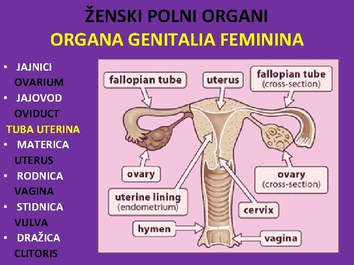 ŽENSKI POLNI ORGANA GENITALIA FEMININA • JAJNICI OVARIUM • JAJOVOD OVIDUCT TUBA UTERINA •