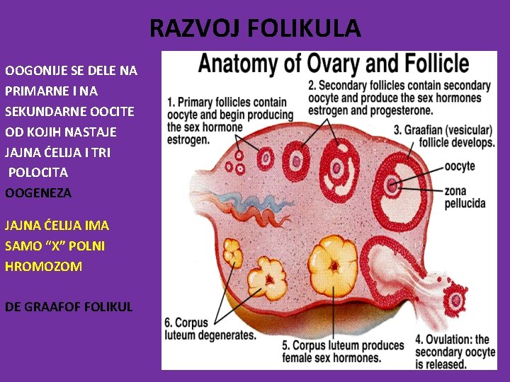 RAZVOJ FOLIKULA OOGONIJE SE DELE NA PRIMARNE I NA SEKUNDARNE OOCITE OD KOJIH NASTAJE