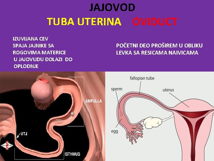 JAJOVOD TUBA UTERINA OVIDUCT IZUVIJANA CEV SPAJA JAJNIKE SA ROGOVIMA MATERICE U JAJOVUDU DOLAZI