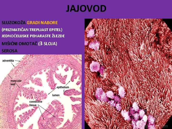 JAJOVOD SLUZOKOŽA GRADI NABORE (PRIZMATIČAN TREPLJAST EPITEL) JEDNOĆELIJSKE PEHARASTE ŽLEZDE MIŠIĆNI OMOTAČ (3 SLOJA)