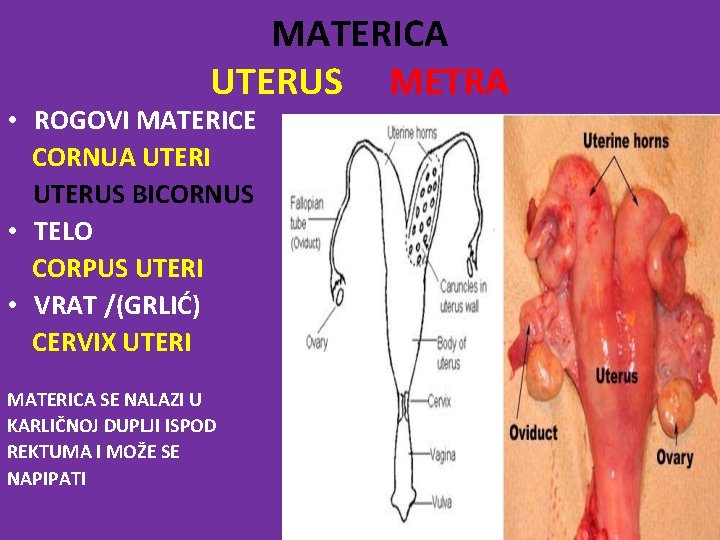 MATERICA UTERUS METRA • ROGOVI MATERICE CORNUA UTERI UTERUS BICORNUS • TELO CORPUS UTERI