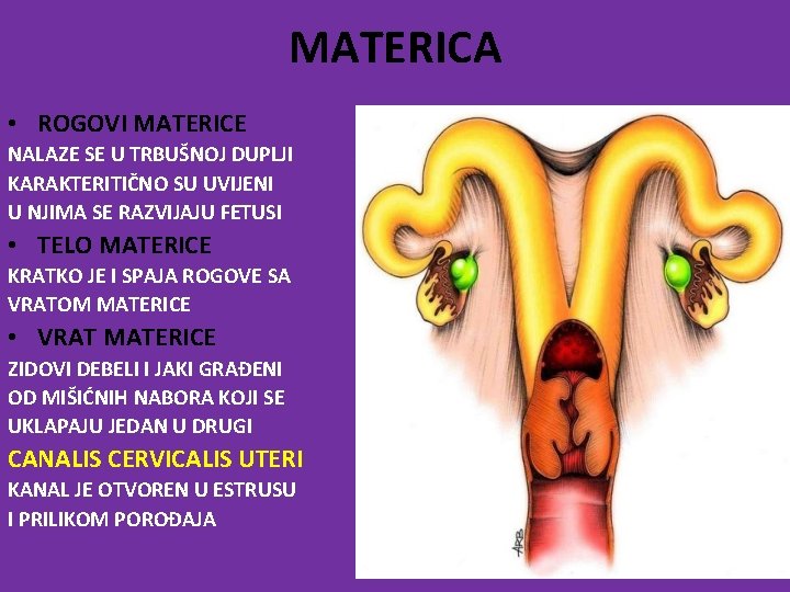 MATERICA • ROGOVI MATERICE NALAZE SE U TRBUŠNOJ DUPLJI KARAKTERITIČNO SU UVIJENI U NJIMA