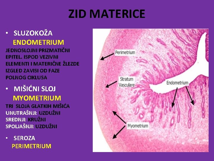 ZID MATERICE • SLUZOKOŽA ENDOMETRIUM JEDNOSLOJNI PRIZMATIČNI EPITEL. ISPOD VEZIVNI ELEMENTI I MATERIČNE ŽLEZDE