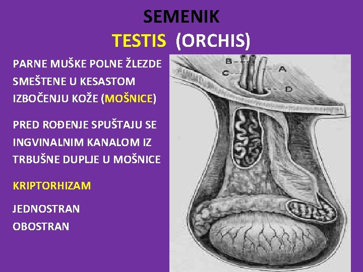 SEMENIK TESTIS (ORCHIS) PARNE MUŠKE POLNE ŽLEZDE SMEŠTENE U KESASTOM IZBOČENJU KOŽE (MOŠNICE) PRED