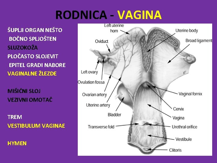 RODNICA - VAGINA ŠUPLJI ORGAN NEŠTO BOČNO SPLJOŠTEN SLUZOKOŽA PLOČASTO SLOJEVIT EPITEL GRADI NABORE