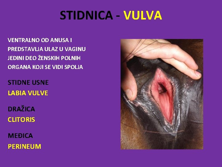 STIDNICA - VULVA VENTRALNO OD ANUSA I PREDSTAVLJA ULAZ U VAGINU JEDINI DEO ŽENSKIH