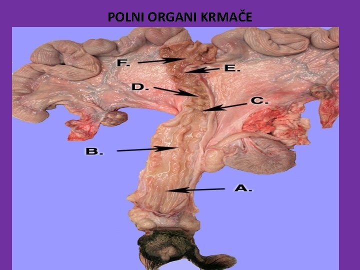 POLNI ORGANI KRMAČE 