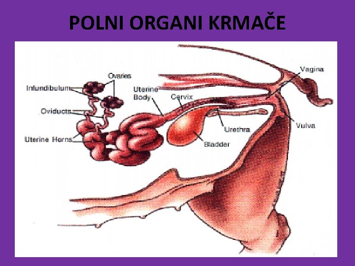 POLNI ORGANI KRMAČE 