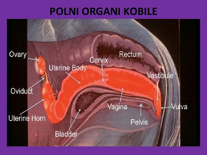 POLNI ORGANI KOBILE 