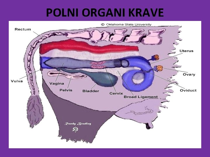 POLNI ORGANI KRAVE 