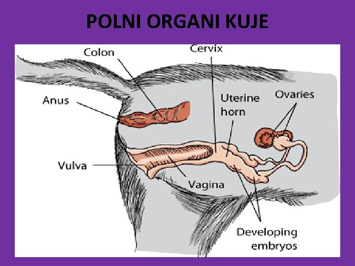 POLNI ORGANI KUJE 