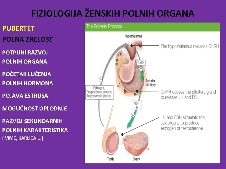 FIZIOLOGIJA ŽENSKIH POLNIH ORGANA PUBERTET POLNA ZRELOST POTPUNI RAZVOJ POLNIH ORGANA POČETAK LUČENJA POLNIH