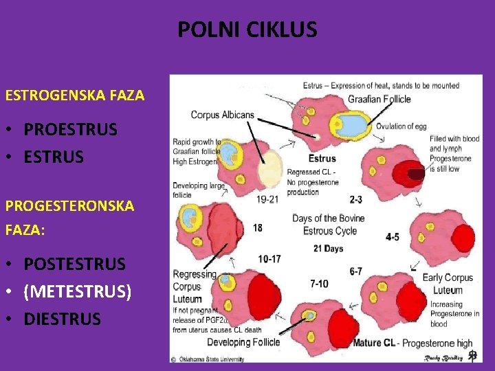 POLNI CIKLUS ESTROGENSKA FAZA • PROESTRUS • ESTRUS PROGESTERONSKA FAZA: • POSTESTRUS • (METESTRUS)