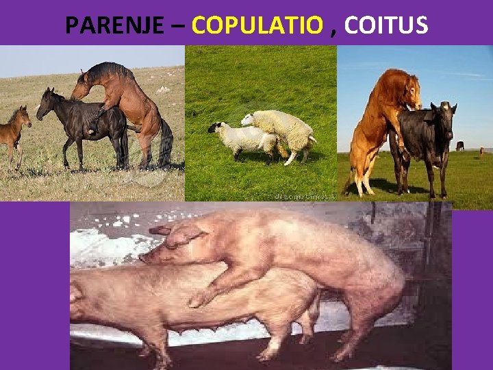 PARENJE – COPULATIO , COITUS 