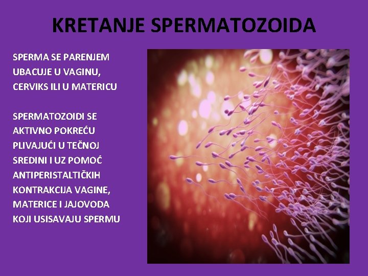 KRETANJE SPERMATOZOIDA SPERMA SE PARENJEM UBACUJE U VAGINU, CERVIKS ILI U MATERICU SPERMATOZOIDI SE