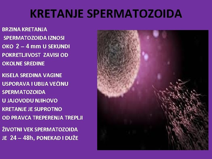 KRETANJE SPERMATOZOIDA BRZINA KRETANJA SPERMATOZOIDA IZNOSI OKO 2 – 4 mm U SEKUNDI POKRETLJIVOST