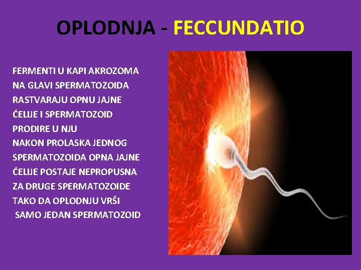 OPLODNJA - FECCUNDATIO FERMENTI U KAPI AKROZOMA NA GLAVI SPERMATOZOIDA RASTVARAJU OPNU JAJNE ĆELIJE