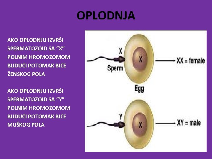 OPLODNJA AKO OPLODNJU IZVRŠI SPERMATOZOID SA “X” POLNIM HROMOZOMOM BUDUĆI POTOMAK BIĆE ŽENSKOG POLA