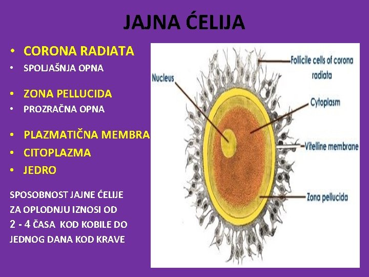 JAJNA ĆELIJA • CORONA RADIATA • SPOLJAŠNJA OPNA • ZONA PELLUCIDA • PROZRAČNA OPNA