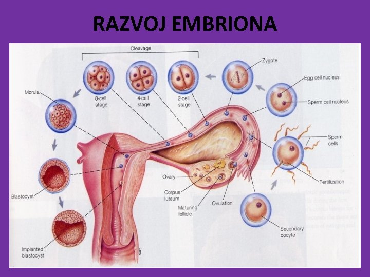 RAZVOJ EMBRIONA 