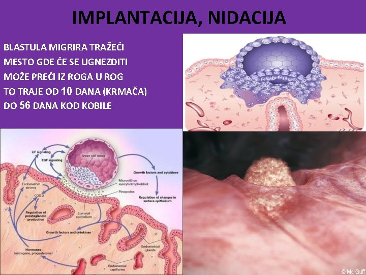 IMPLANTACIJA, NIDACIJA BLASTULA MIGRIRA TRAŽEĆI MESTO GDE ĆE SE UGNEZDITI MOŽE PREĆI IZ ROGA