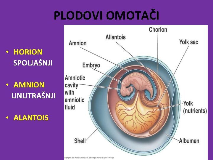 PLODOVI OMOTAČI • HORION SPOLJAŠNJI • AMNION UNUTRAŠNJI • ALANTOIS 