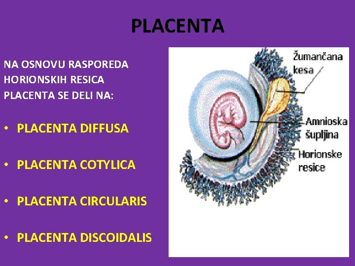 PLACENTA NA OSNOVU RASPOREDA HORIONSKIH RESICA PLACENTA SE DELI NA: • PLACENTA DIFFUSA •