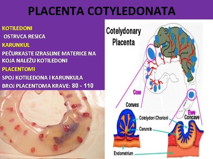 PLACENTA COTYLEDONATA KOTILEDONI OSTRVCA RESICA KARUNKUL PEČURKASTE IZRASLINE MATERICE NA KOJA NALEŽU KOTILEDONI PLACENTOMI