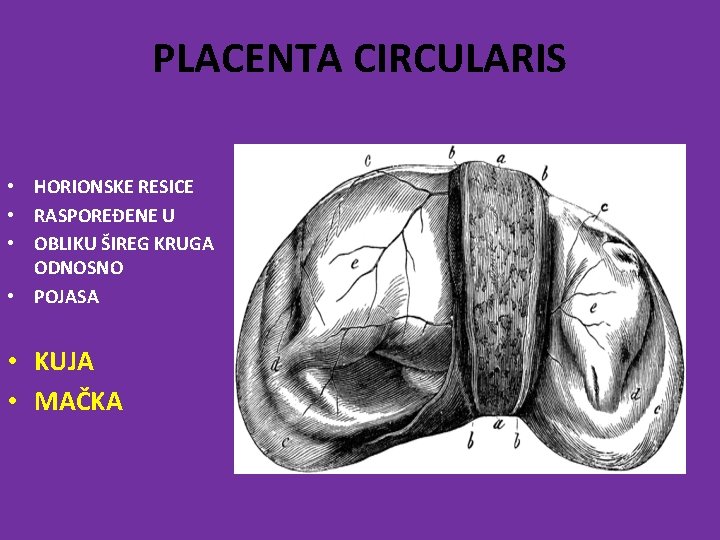 PLACENTA CIRCULARIS • HORIONSKE RESICE • RASPOREĐENE U • OBLIKU ŠIREG KRUGA ODNOSNO •