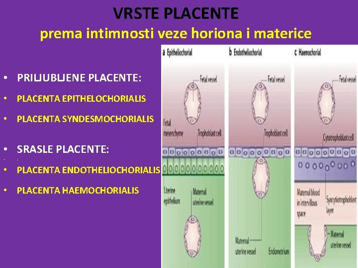 VRSTE PLACENTE prema intimnosti veze horiona i materice • PRILJUBLJENE PLACENTE: • PLACENTA EPITHELOCHORIALIS