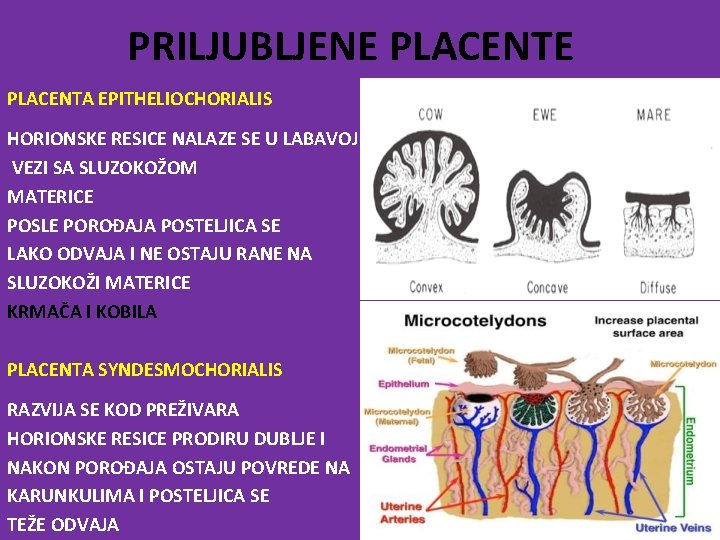 PRILJUBLJENE PLACENTA EPITHELIOCHORIALIS HORIONSKE RESICE NALAZE SE U LABAVOJ VEZI SA SLUZOKOŽOM MATERICE POSLE