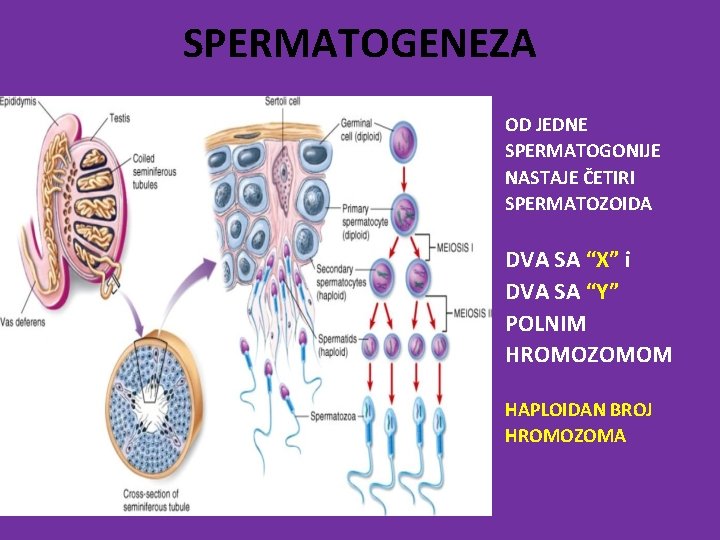 SPERMATOGENEZA OD JEDNE SPERMATOGONIJE NASTAJE ČETIRI SPERMATOZOIDA DVA SA “X” i DVA SA “Y”