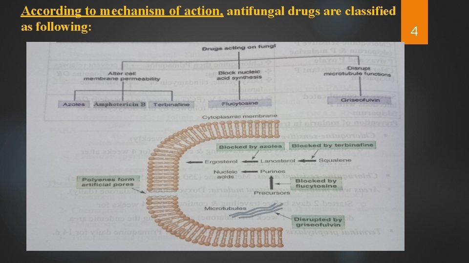 According to mechanism of action, antifungal drugs are classified as following: 4 