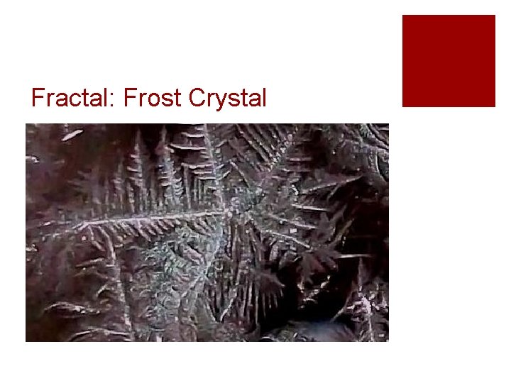 Fractal: Frost Crystal 