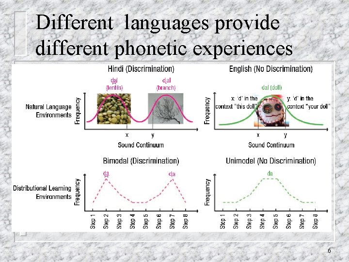 Different languages provide different phonetic experiences 6 