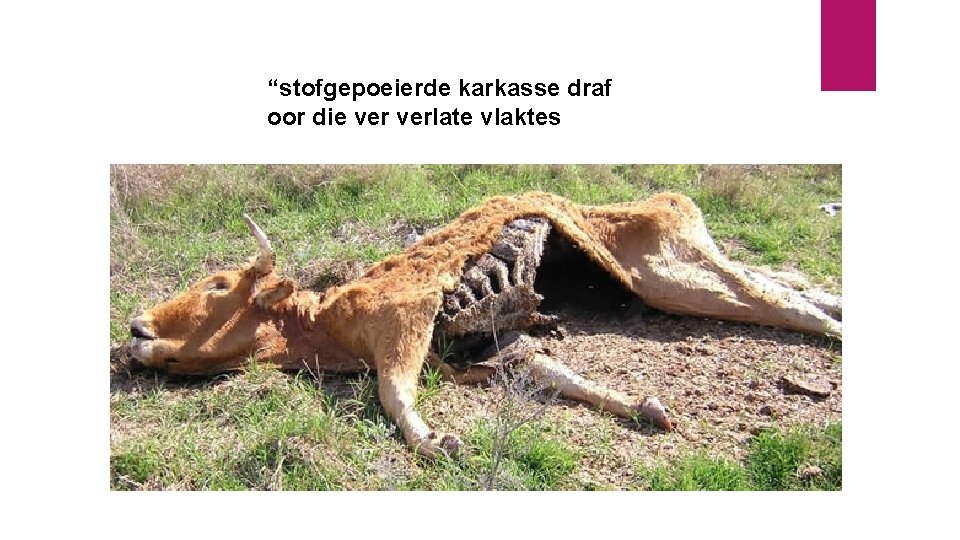 “stofgepoeierde karkasse draf oor die verlate vlaktes 
