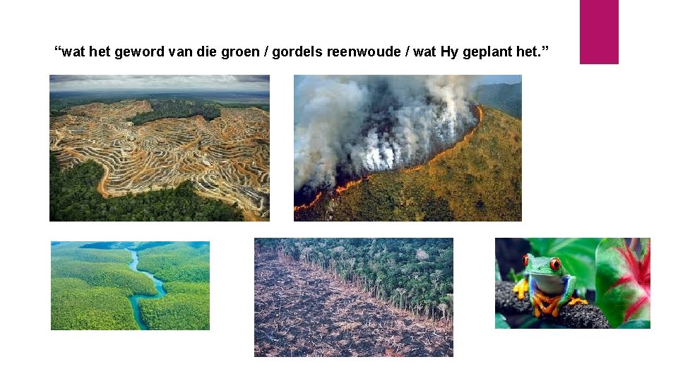 “wat het geword van die groen / gordels reenwoude / wat Hy geplant het.