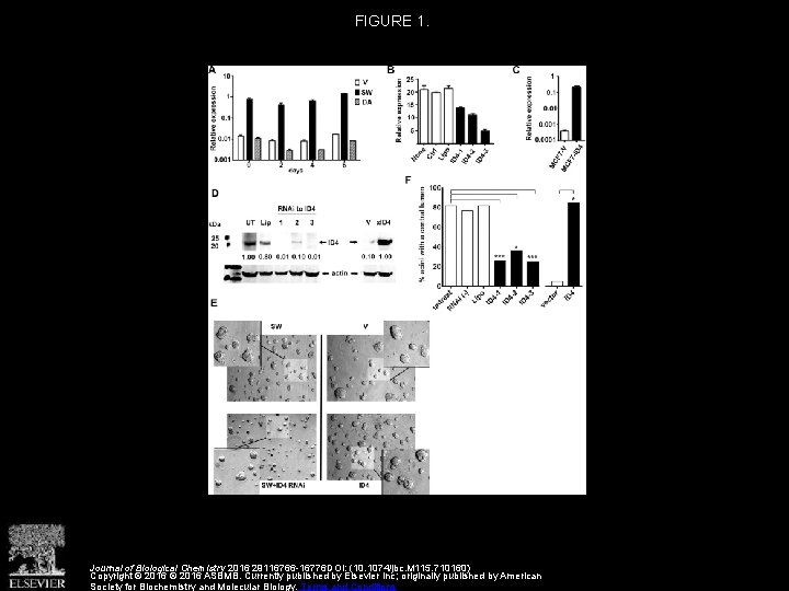 FIGURE 1. Journal of Biological Chemistry 2016 29116766 -16776 DOI: (10. 1074/jbc. M 115. FIGURE 1. Journal of Biological Chemistry 2016 29116766 -16776 DOI: (10. 1074/jbc. M 115.