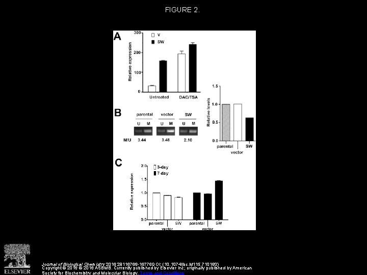 FIGURE 2. Journal of Biological Chemistry 2016 29116766 -16776 DOI: (10. 1074/jbc. M 115. FIGURE 2. Journal of Biological Chemistry 2016 29116766 -16776 DOI: (10. 1074/jbc. M 115.