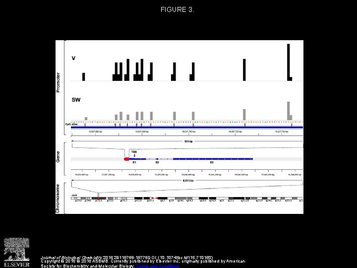FIGURE 3. Journal of Biological Chemistry 2016 29116766 -16776 DOI: (10. 1074/jbc. M 115. FIGURE 3. Journal of Biological Chemistry 2016 29116766 -16776 DOI: (10. 1074/jbc. M 115.