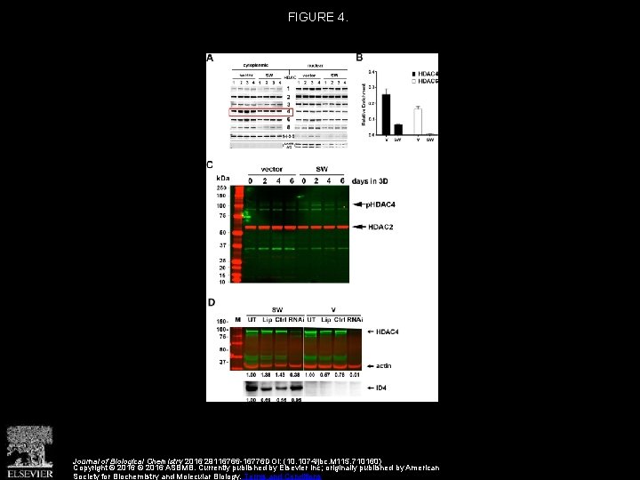 FIGURE 4. Journal of Biological Chemistry 2016 29116766 -16776 DOI: (10. 1074/jbc. M 115. FIGURE 4. Journal of Biological Chemistry 2016 29116766 -16776 DOI: (10. 1074/jbc. M 115.