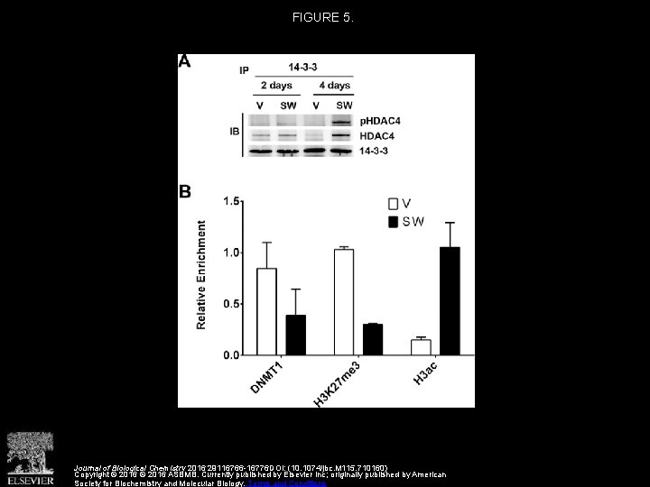 FIGURE 5. Journal of Biological Chemistry 2016 29116766 -16776 DOI: (10. 1074/jbc. M 115. FIGURE 5. Journal of Biological Chemistry 2016 29116766 -16776 DOI: (10. 1074/jbc. M 115.