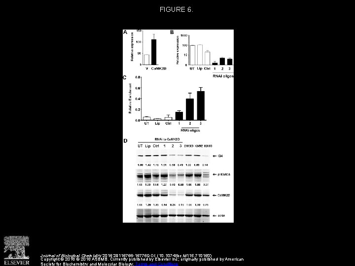 FIGURE 6. Journal of Biological Chemistry 2016 29116766 -16776 DOI: (10. 1074/jbc. M 115. FIGURE 6. Journal of Biological Chemistry 2016 29116766 -16776 DOI: (10. 1074/jbc. M 115.